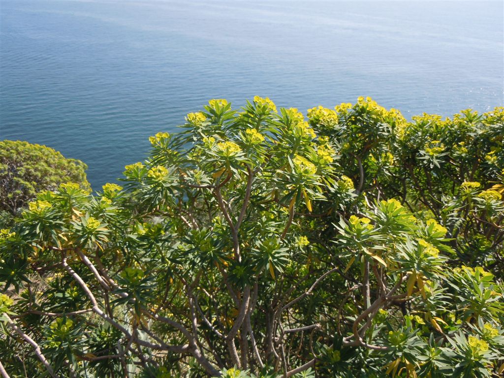 Capo Miseno (NA) :Euphorbia dendroides